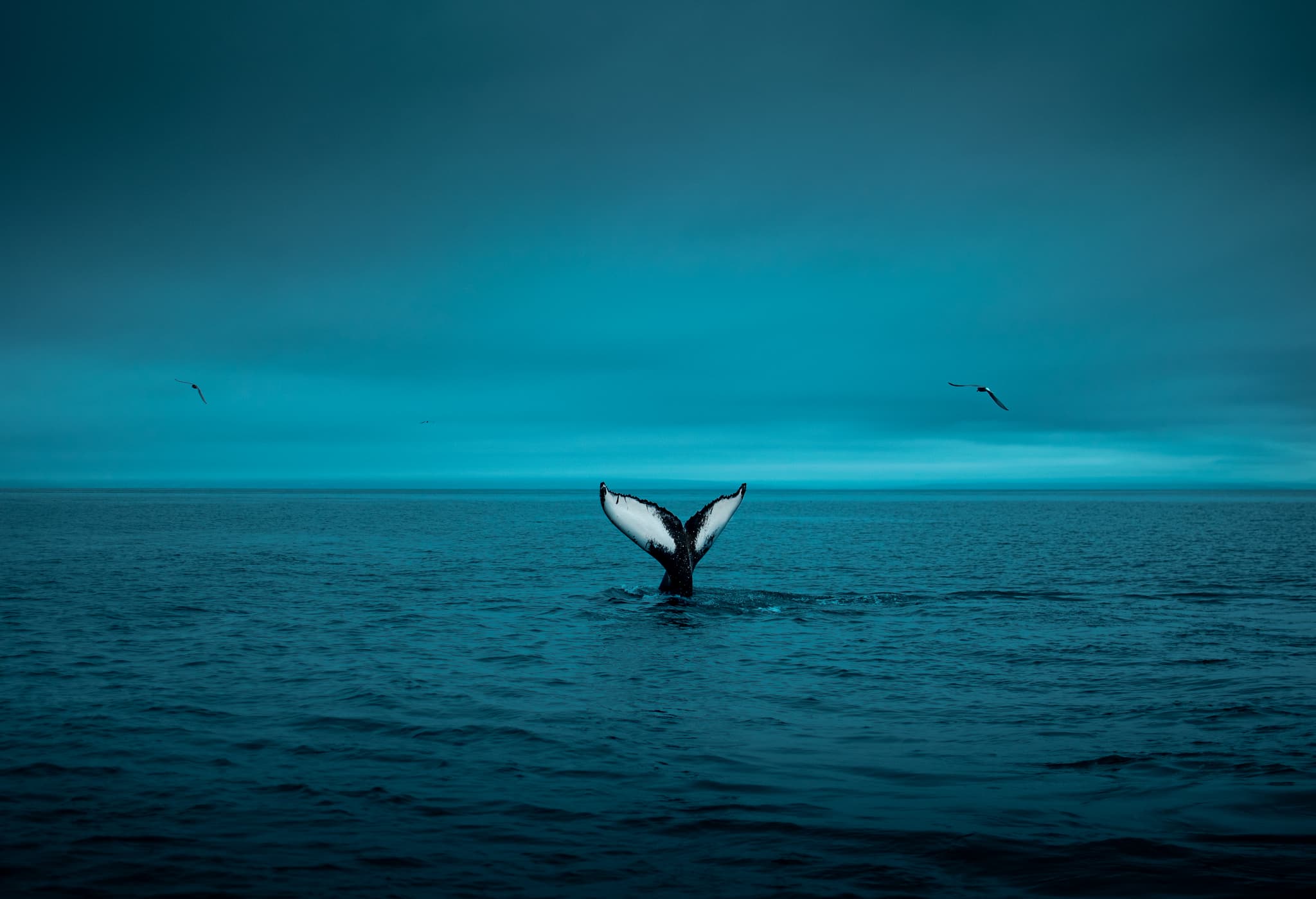 Islandia 6